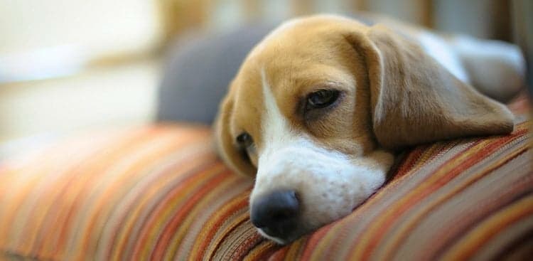 21 Animals Who Totally Get What You're Feeling Today